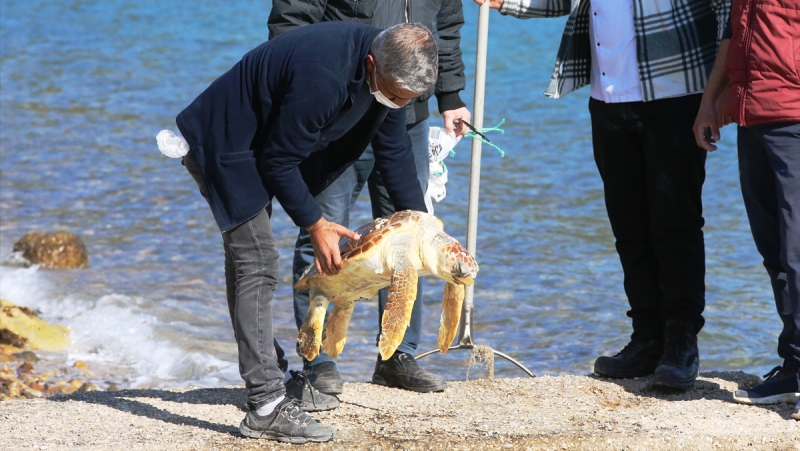 caretta-1