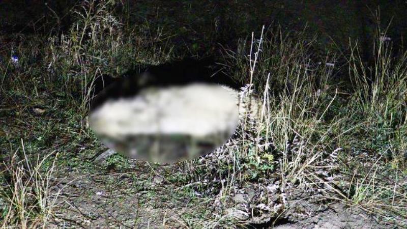 kopek-zehirlenme-1478070_2