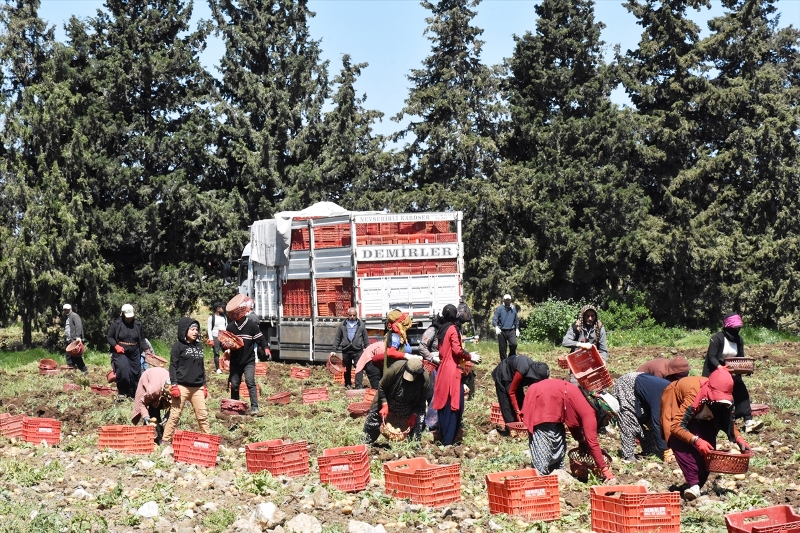 Muğla’da Turfanda Patatesin Hasadı Başladı…