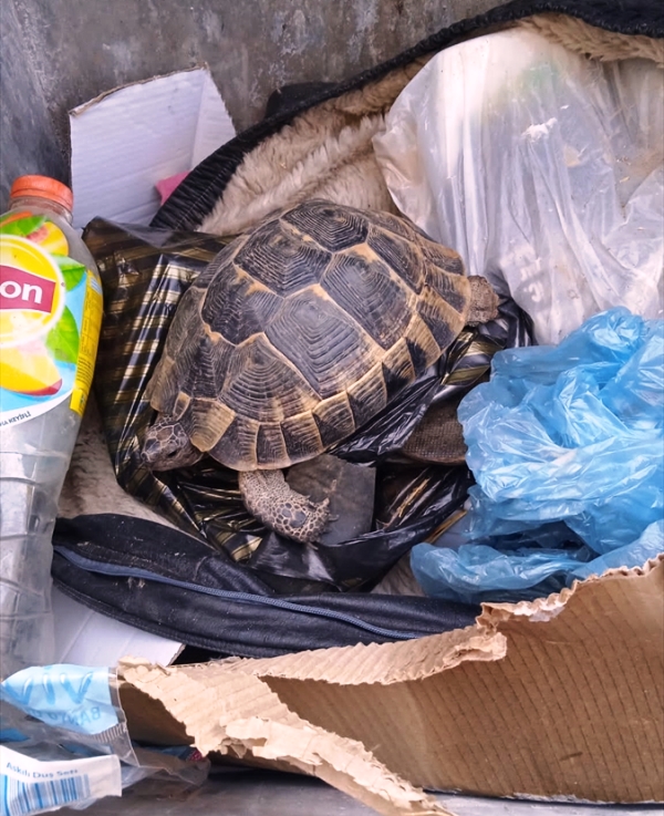 AA-20220517-27892590-27892589-BODRUMDA_COPTE_BULUNAN_KAPLUMBAGA_KURTARILDI