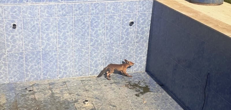 AA-20220619-28199217-28199216-MUGLADA_HAVUZA_DUSEN_TILKI_YAVRUSUNU_ITFAIYE_KURTARDI