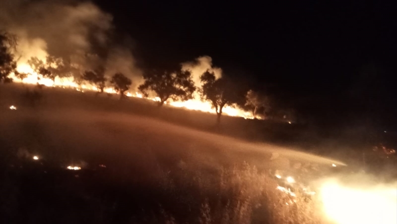 Milas’ta Zeytinlik Alanda Çıkan Yangın Söndürüldü