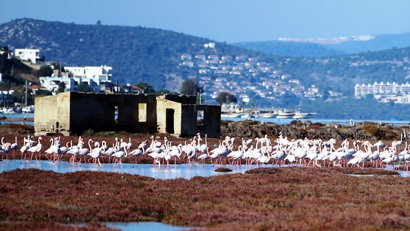 Tuzla Sulak Alanı misafirlerini ağırlamaya başladı