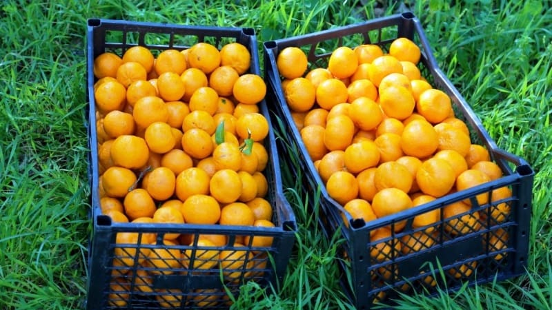 bodrum-belediyesi-bodrum-mandalini-1