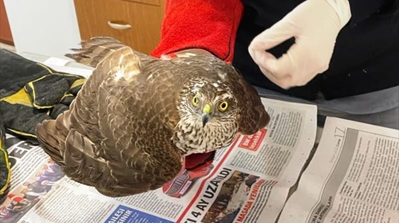 Bodrum’da yaralı bulunan biri yavru 2 şahin tedaviye alındı