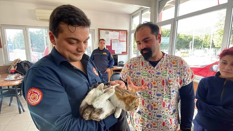 bodrum-engelli-kedi-2