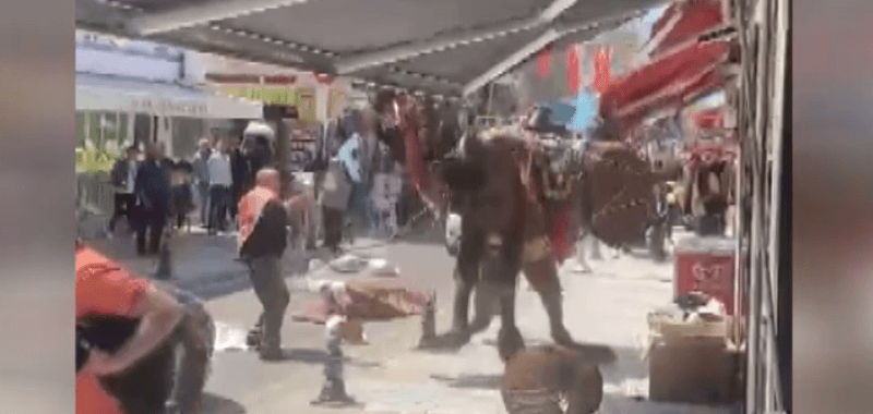 Bodrum’da ürken deve çevreye panik yaşattı..