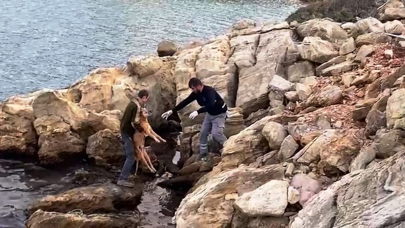 Denize Düşen Köpeği Kurtarma Operasyonu Düzenlendi…