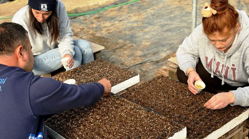 Atalık Tohum Üretimi Devam Ediyor