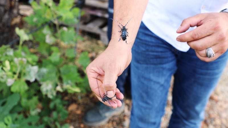 Muğla’da İlk Defa Görüldü…
