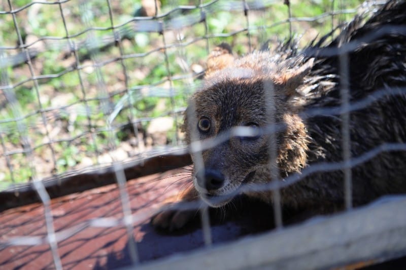 bodrum_belediyesi_yer_sarnicina_düşen_tilki_belediye_ekiplerince_kurtarildi (5)