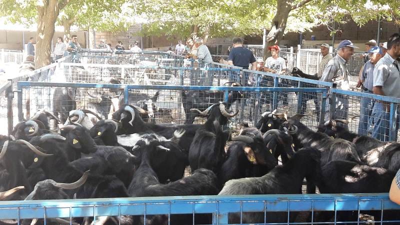 Büyükşehir Modern Mezbahaları ile Kurban Bayramına Hazır (4)