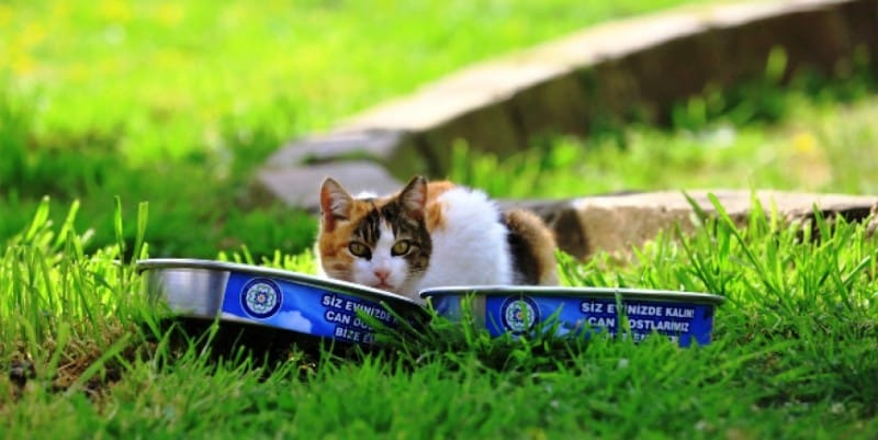 CREATOR: gd-jpeg v1.0 (using IJG JPEG v62), quality = 90