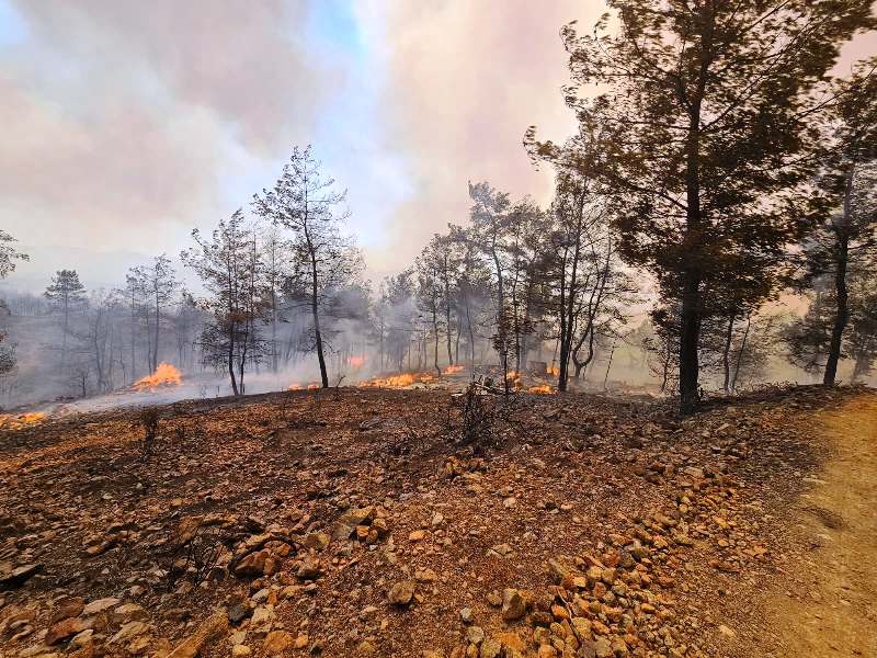 Büyükşehir İtfaiyesi Milas ve Köyceğiz’de Alevlerle Mücadelede