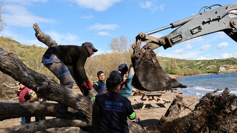 Fırtınada Devrilen Ilgın Ağaçları Yeniden Toprakla Buluşuyor