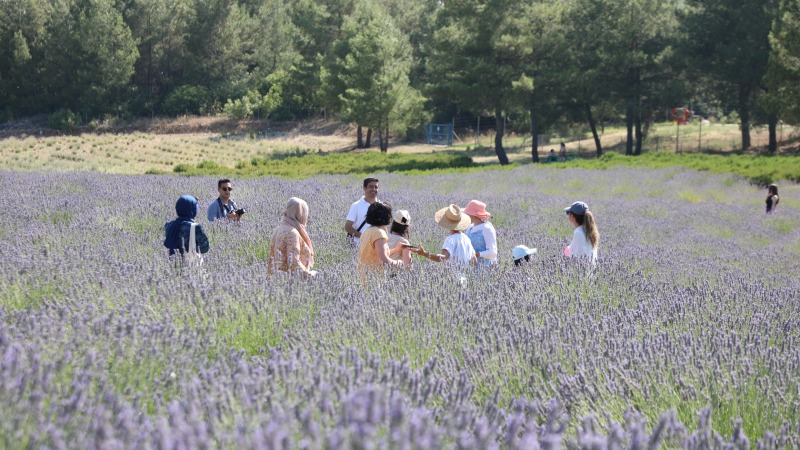 Büyükşehir’in Koku Vadisi’nde Lavanta Hasadı Başlıyor