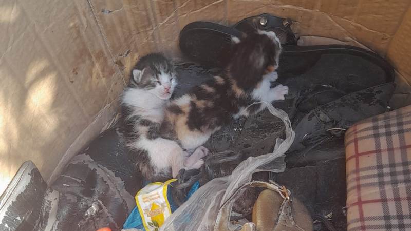 Bodrum Belediyesi Ekibinin Dikkati Yavru Kedileri Hayata Bağladı