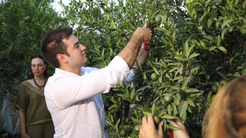 Bodrum Mandalini İçin Yeni Pazar: Ekimde Hasat Büyüyecek